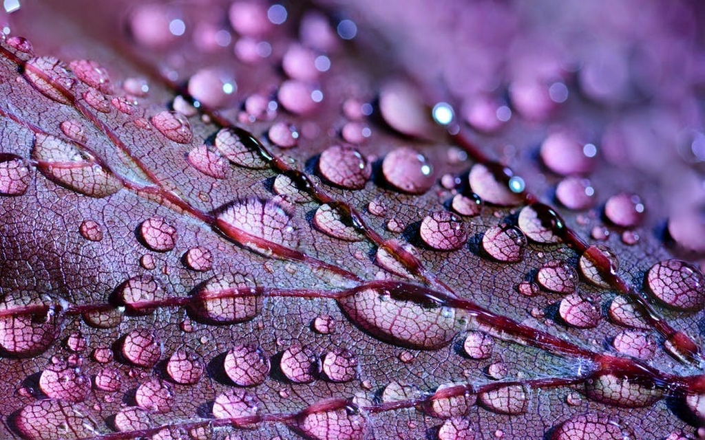 photography - Macro photography - HOW TO ACE YOUR PHOTOGRAPHY SKILLS EVEN DURING QUARANTINE?