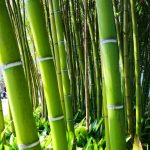 World Bamboo Day: A Core Material of Design World bamboo clothing - World Bamboo Day A Core Material of Design World 2 150x150 - Bamboo Clothing: Benefits of Using Them bamboo clothing - World Bamboo Day A Core Material of Design World 2 150x150 - Bamboo Clothing: Benefits of Using Them