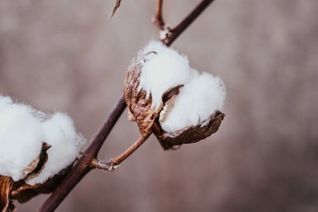World Cotton Day - Everything You Need to Know world cotton day - World Cotton Day Everything You Need to Know Thumbnail - World Cotton Day &#8211; Everything You Need to Know 
