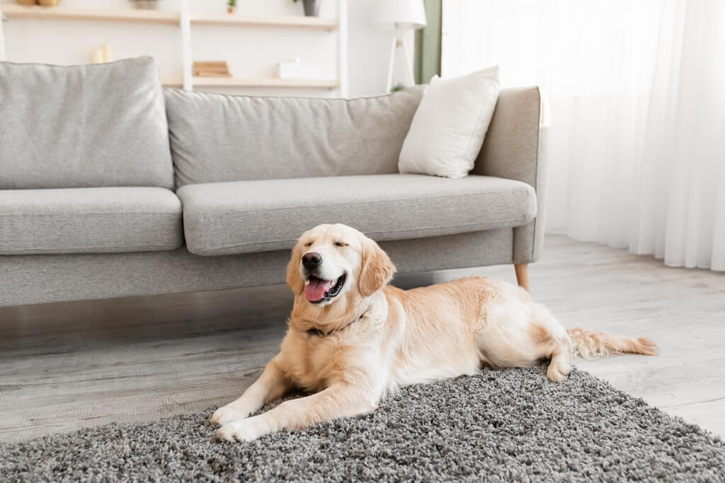 5 tips for cleaning pet hair from a carpet  cleaning pet hair - 5 tips for cleaning pet hair from a carpet 4 - 5 tips for cleaning pet hair from a carpet 