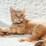 5 tips for cleaning pet hair from a carpet carpet cleaning - 5 tips for cleaning pet hair from a carpet Thumbnail 150x150 - Carpet cleaning hacks 101 carpet cleaning - 5 tips for cleaning pet hair from a carpet Thumbnail 150x150 - Carpet cleaning hacks 101