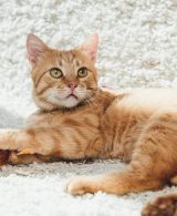5 tips for cleaning pet hair from a carpet