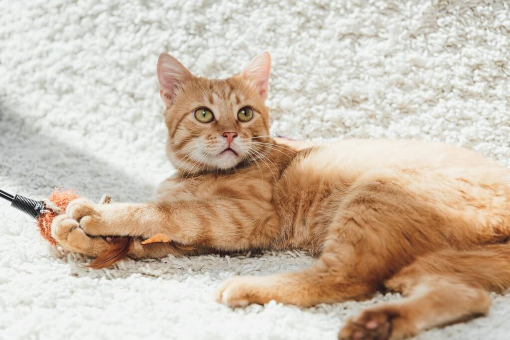 5 tips for cleaning pet hair from a carpet cleaning pet hair - 5 tips for cleaning pet hair from a carpet Thumbnail - 5 tips for cleaning pet hair from a carpet 