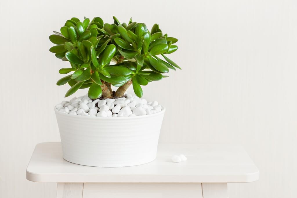 Best houseplants for winter to buy in India houseplants for winter - Best houseplants for winter to buy in India 3 - Best houseplants for winter to buy in India