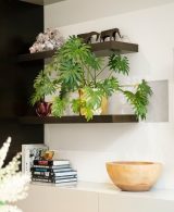 Best houseplants for winter to buy in India