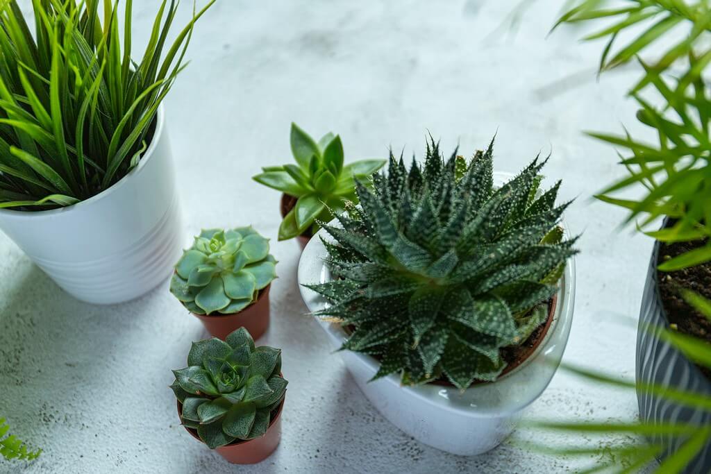 Fake Plants: What makes them popular in Interior Design? fake plants - Fake Plants What makes them popular in Interior Design 2 - Fake Plants: What makes them popular in Interior Design?