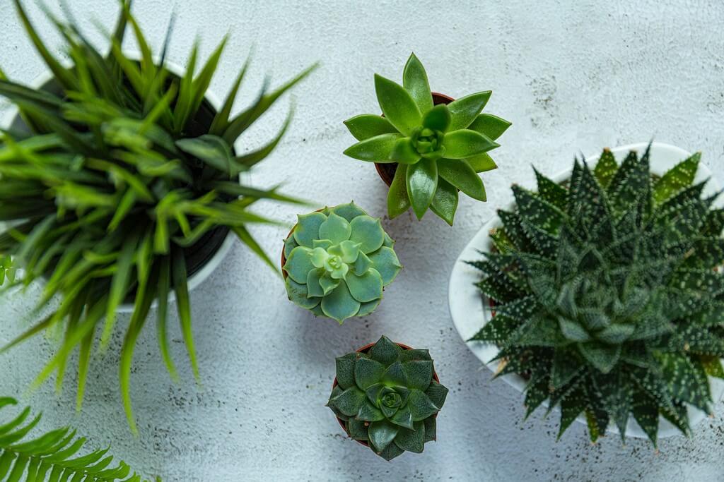 Fake Plants: What makes them popular in Interior Design? fake plants - Fake Plants What makes them popular in Interior Design 3 - Fake Plants: What makes them popular in Interior Design?
