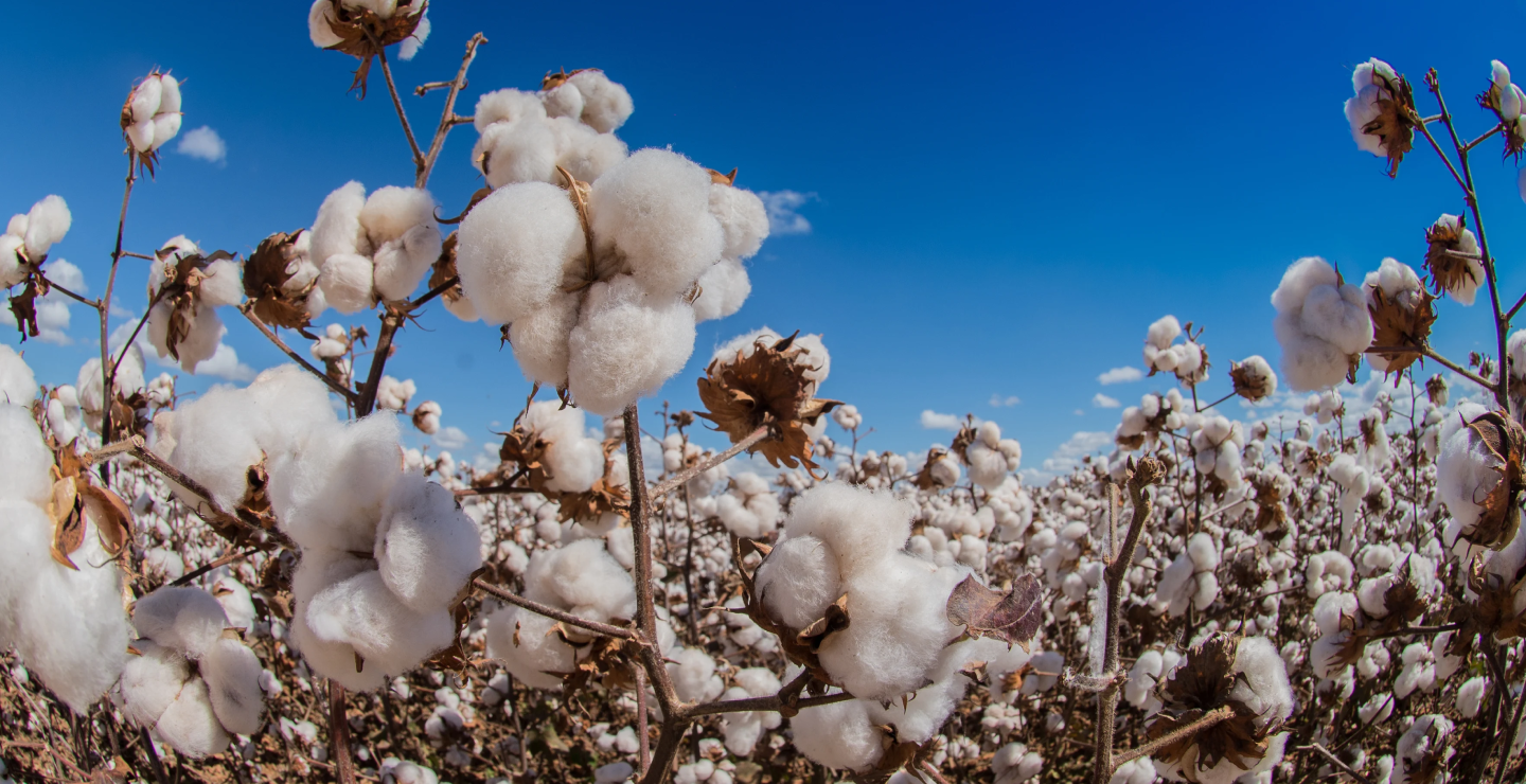 Carrington Knowledge Hub cotton - Cotton1 1 - The Story of Cotton: Fibre to Fabric
