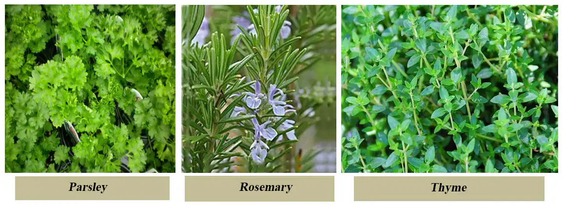 INTERIORSCAPING A MUST IN TODAY interior - parsley - INTERIORSCAPING A MUST IN TODAY’S WORLD