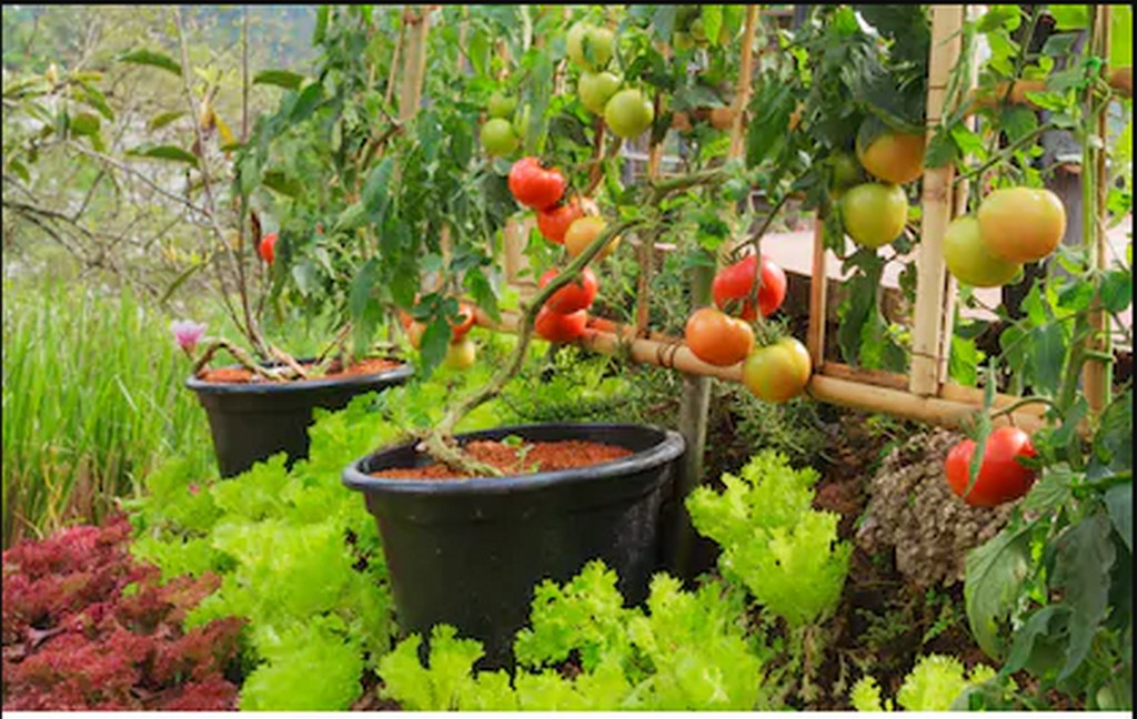 ORGANIC TERRACE FARMING THE KEY TO SELFSUSTENANCE