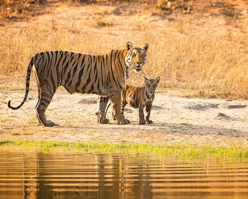 International Tiger Day - Pondering on India’s role in tiger conservation