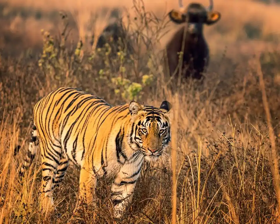 International Tiger Day - Pondering on India’s role in tiger conservation International Tiger Day - Pondering on India’s role in tiger conservation