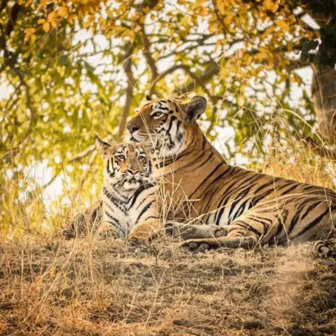 International Tiger Day - Pondering on India’s role in tiger conservation