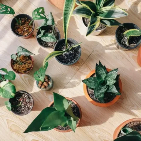 Indoor plants: Simple design hacks to decorate indoors
