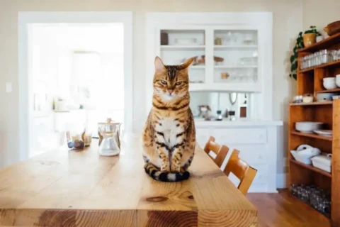 Interior design ideas for a pet-friendly home