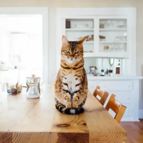 Interior design ideas for a pet-friendly home