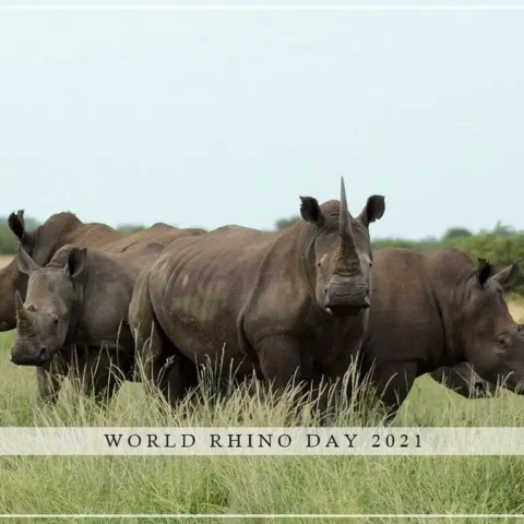 World Rhino Day