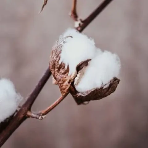 World Cotton Day - Everything You Need to Know