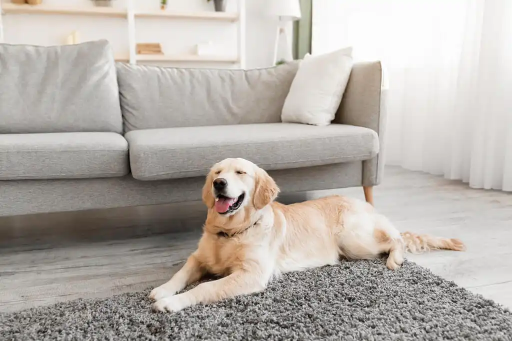 5 tips for cleaning pet hair from a carpet