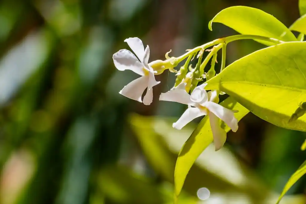 Benefits of jasmine oil for hair