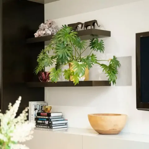 Best houseplants for winter to buy in India