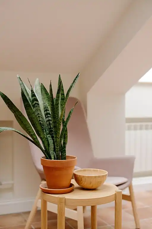 How not to kill a houseplant 1