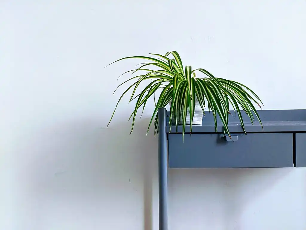 How not to kill a houseplant 2