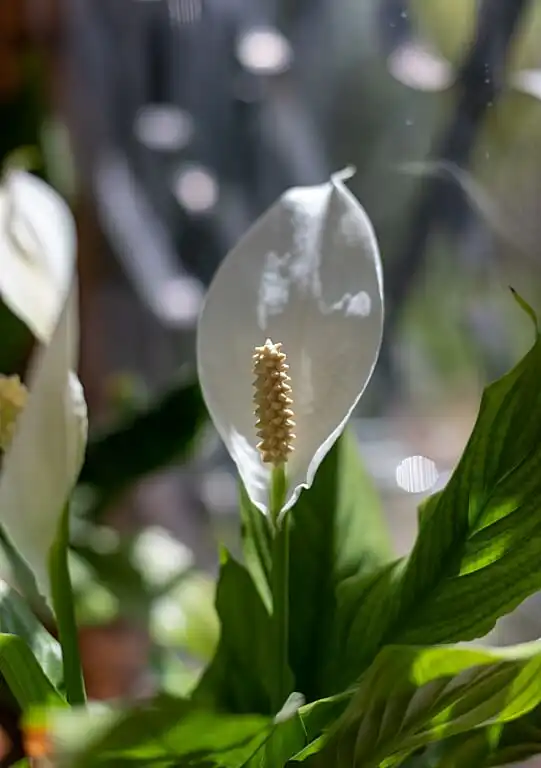 How not to kill a houseplant 4