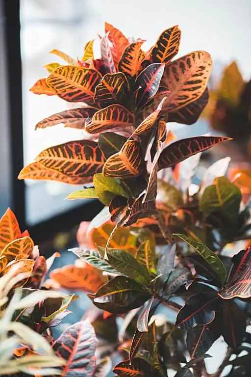 How not to kill a houseplant 5