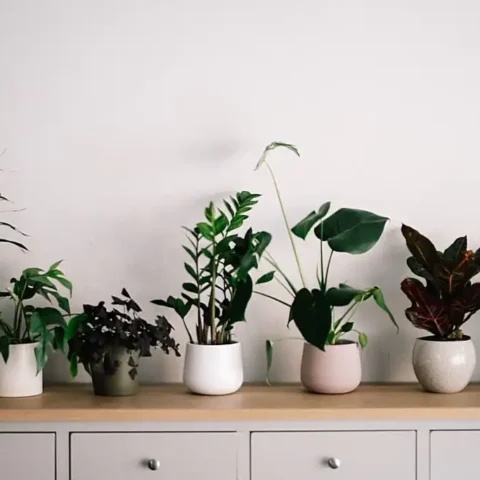 How not to kill a houseplant - Thumbnail