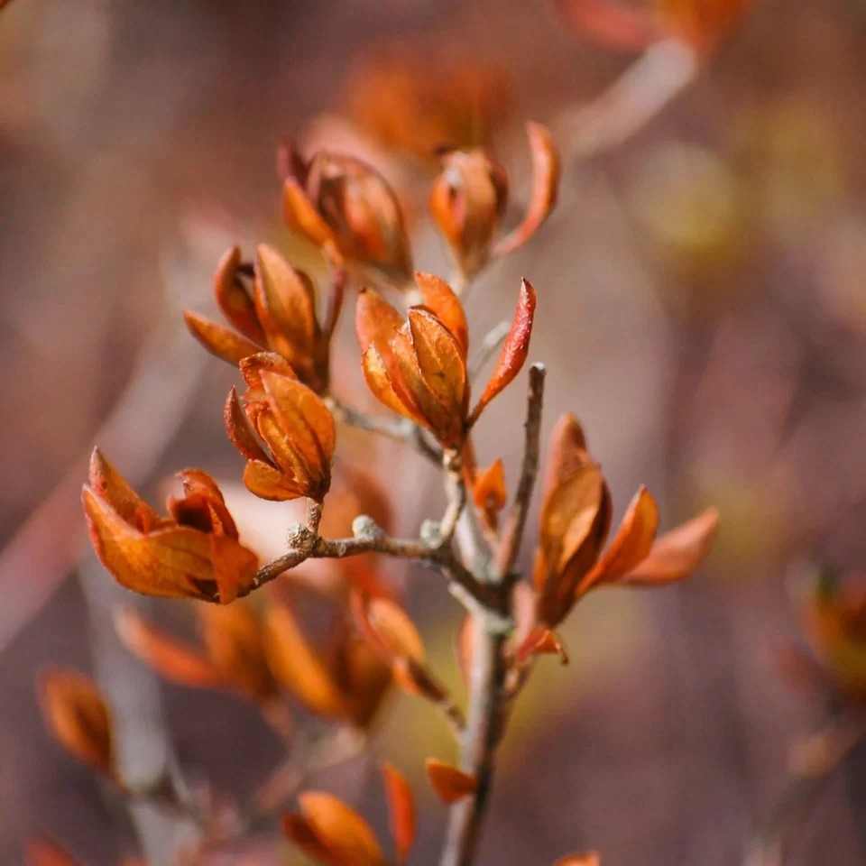 Fall or Winter Photos Tips To Capture Some Beautiful Shots (1)