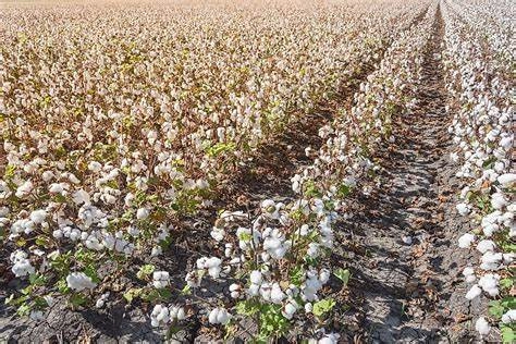 Field to Fashion A Story of Cotton Fabric Production (3) Field to Fashion A Story of Cotton Fabric Production