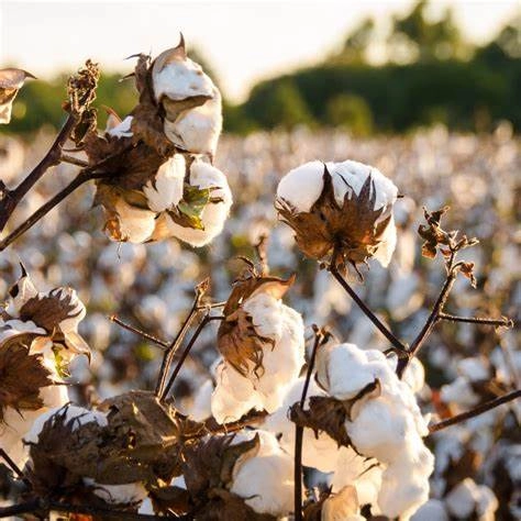 Field to Fashion A Story of Cotton Fabric Production (4) Field to Fashion A Story of Cotton Fabric Production