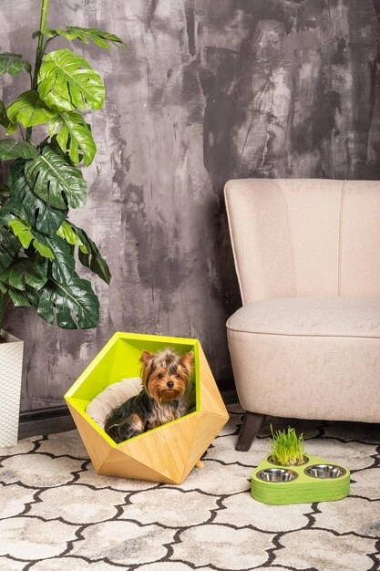 Creating Pet-Friendly Interior Spaces Tips and Ideas (2) Creating Pet Friendly Interior Spaces Tips and Ideas (2)