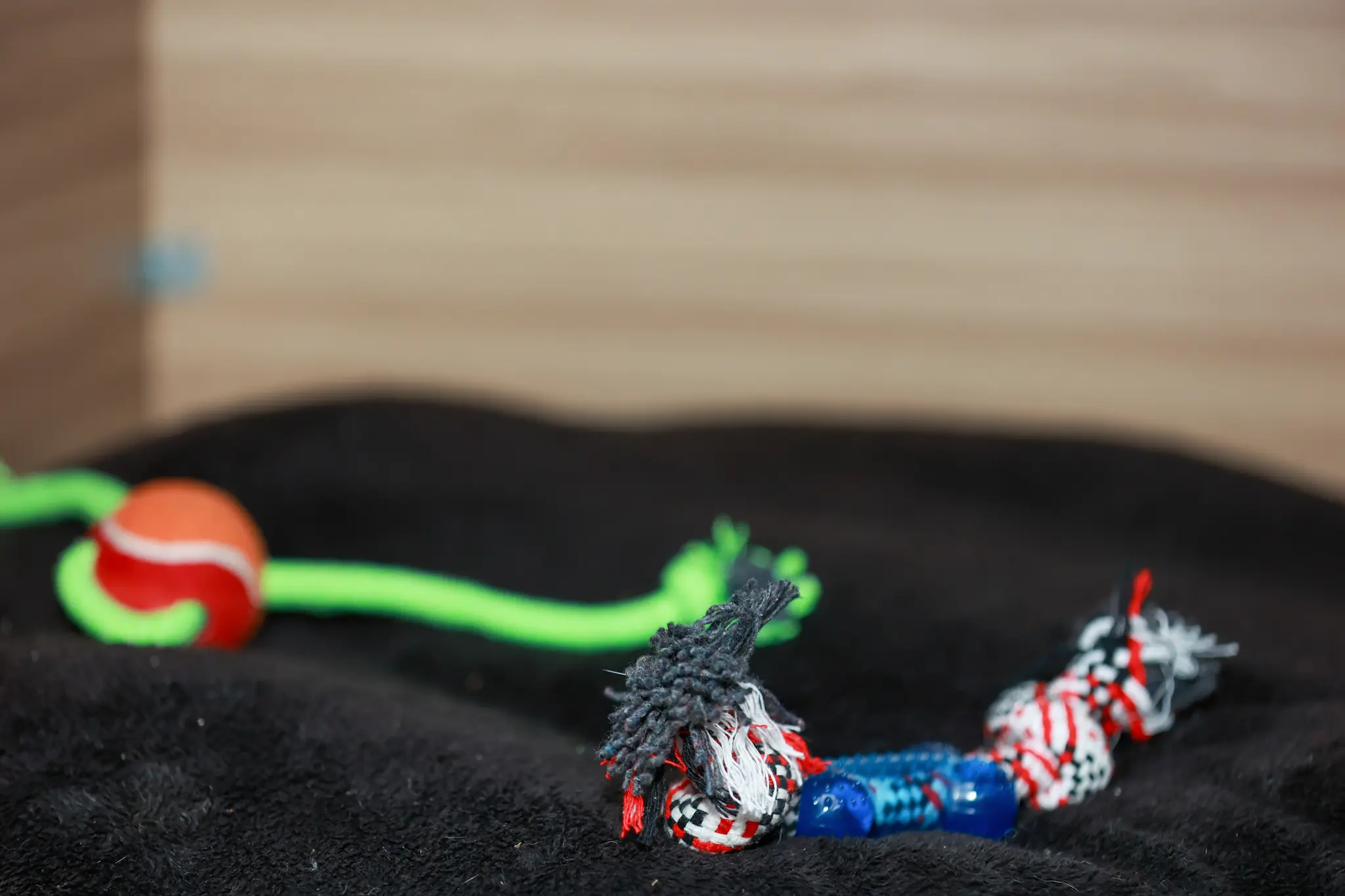 Pawsome Pals by Hemanth R (4)